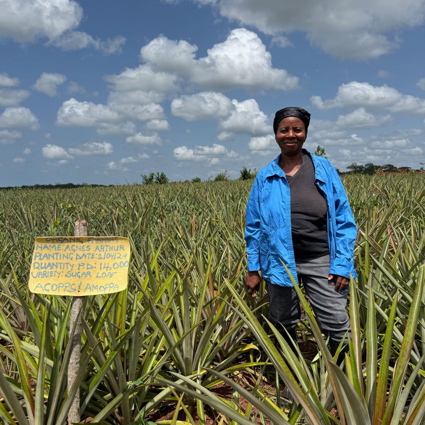Farmerin mit blauer Jacke steht auf einer Ananasplantage mit vielen Pflanzen und lacht in die Kamera, gelbes Schild im Vordergrund mit Pflanzen Spezifikationen