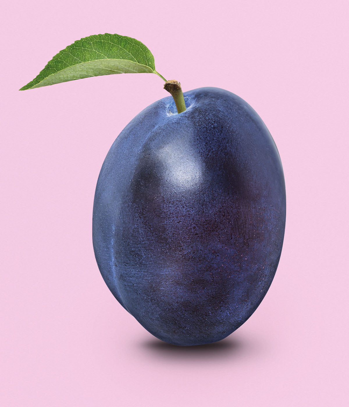 Frische, tief blaue und lila Pflaume mit gruenem Blatt am Stil vor rosa Hintergrund