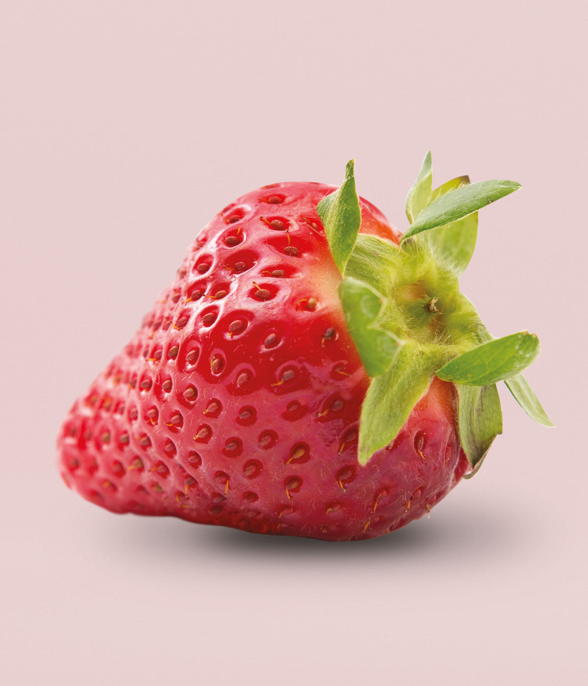 Frische, reife und rote Erdbeere mit gruenen Blaettern vor rosa Hintergrund