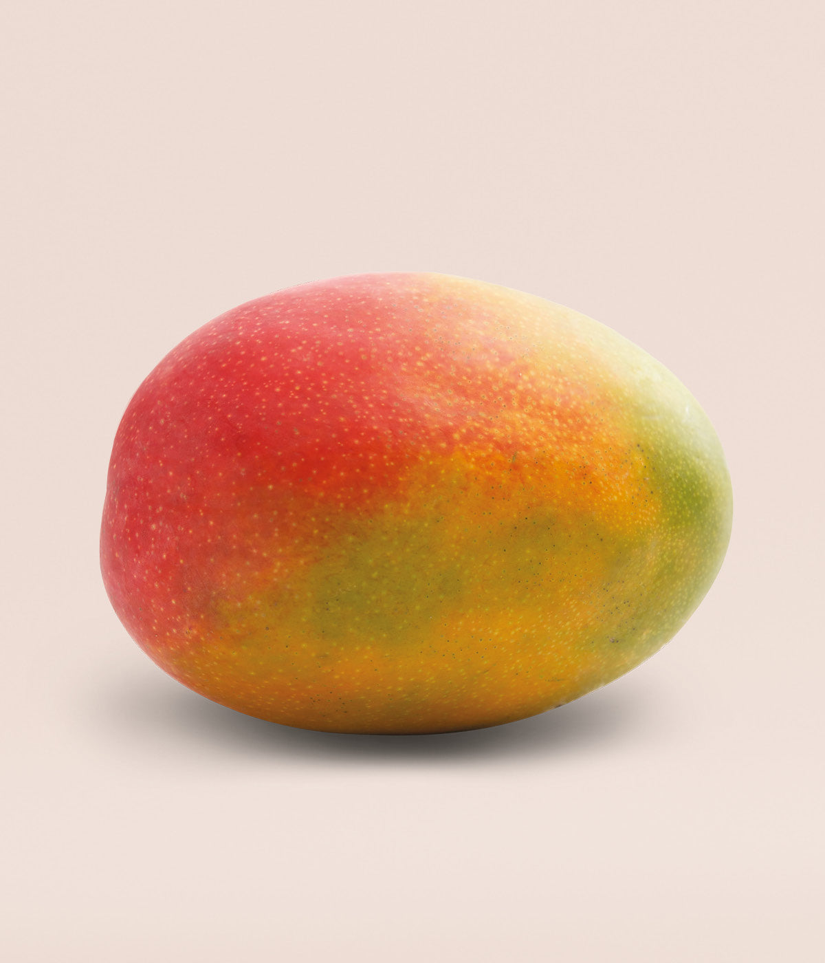 Reife, rot-orangene Mango vor pastell-farbigem Hintergrund